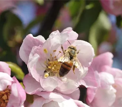 Erfolgreich bienenfreundliche Bäume und Sträucher anpflanzen