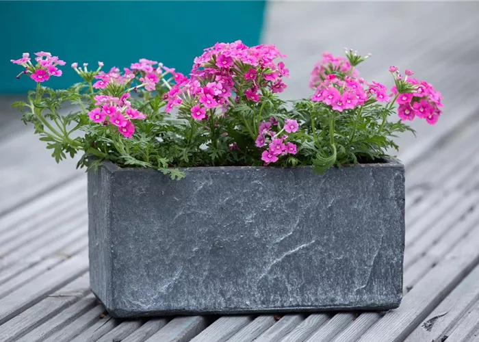 Ganzjährige Balkonpflanzen kultivieren und den Balkon genießen