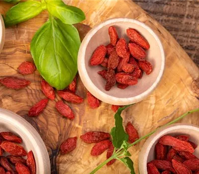 Goji-Beeren – Superfood aus Fernost im eigenen Garten