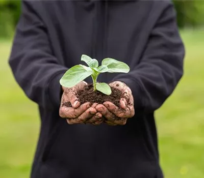Immer eine gute Ernte: Das richtige Saatgut für das Hochbeet
