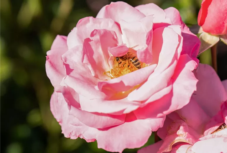 Strauchrose, rosa