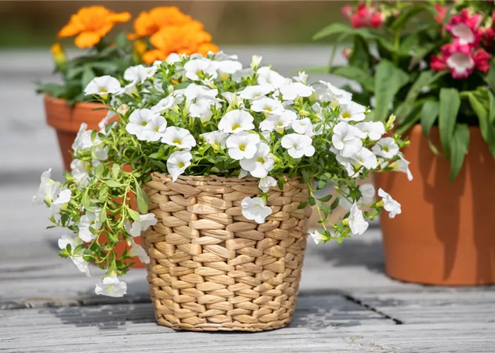 Pflanzgefäße aus unterschiedlichen Materialien – Eine Übersicht Pflanzgefäße aus unterschiedlichen Materialien – Eine Übersicht