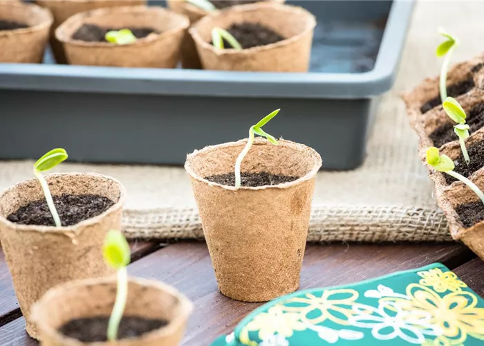 Die 5 besten Tipps für die Anzucht und Erfolg bei der Ernte