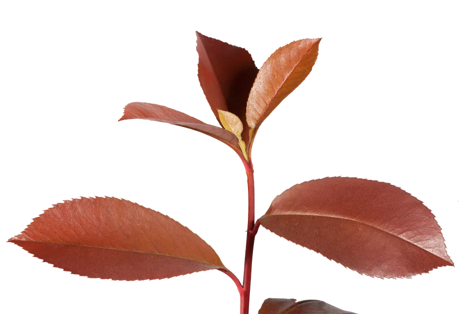 Photinia fraseri 'Red Robin'