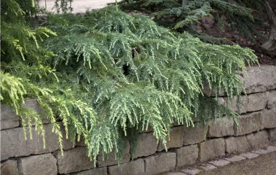 Cedrus deodara 'Feeling Blue' Cedrus deodara 'Feeling Blue'