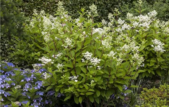 Hydrangea pan.'Wims Red'