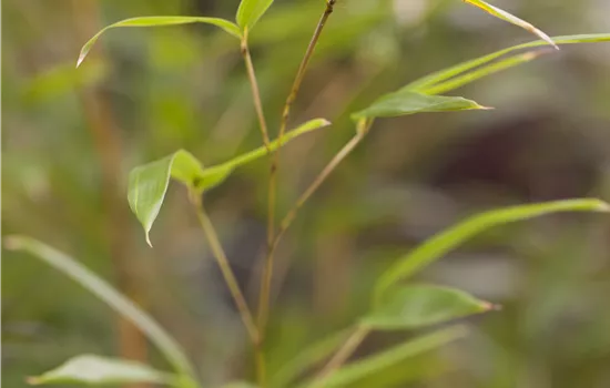 Phyllostachys aureosulcata spectabilis Phyllostachys aureosulcata spectabilis