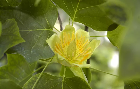 Liriodendron tulipifera 'Fastigiatum'