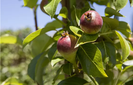 Pyrus com. 'Condora'