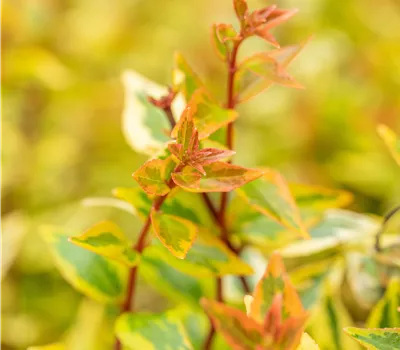 Abelia grandiflora 'Kaleidoscope' Abelia grandiflora 'Kaleidoscope'