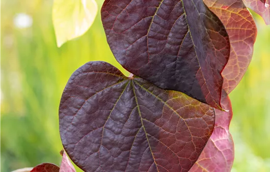 Cercis canadensis 'Red Force' Cercis canadensis 'Red Force'