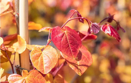 Cercis canadensis 'Eternal Flame'