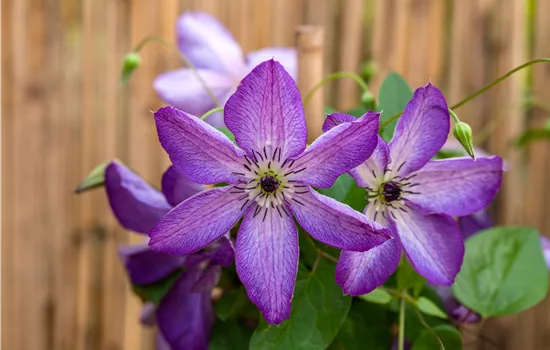 Clematis viticella 'Venosa Violacea' Clematis viticella 'Venosa Violacea'