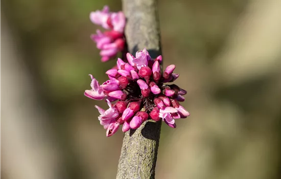 Cercis canadensis 'Forest Pansy'