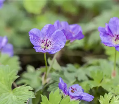 Geranium wallichianum 'Rozanne' -R-