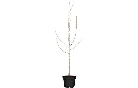 Pyrus pyrifolia 'Nijisseiki' CAC Pyrus pyrifolia 'Nijisseiki' CAC