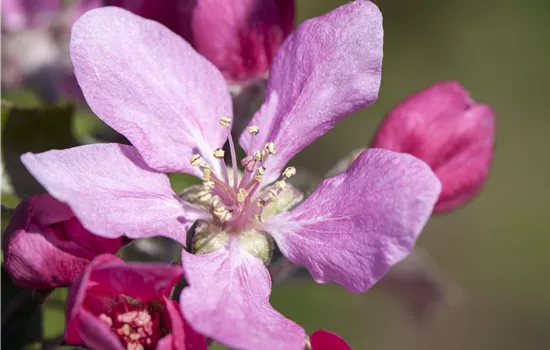 Malus 'Royal Raindrops' -R--S-