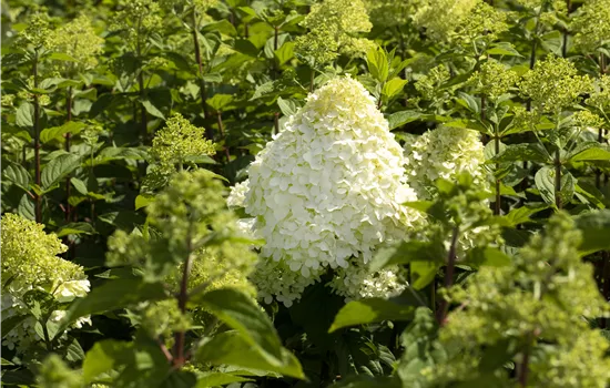 Hydrangea paniculata 'Hercules' Hydrangea paniculata 'Hercules'