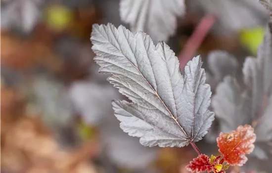 Physocarpus opulifolius 'All Black' Physocarpus opulifolius 'All Black'