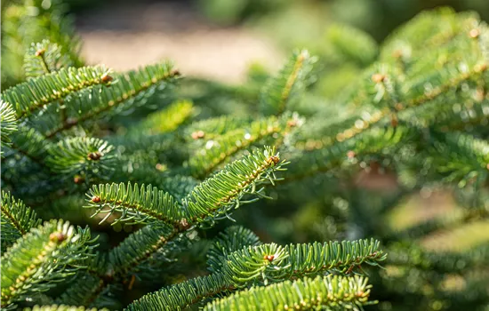 Abies cephalonica 'Meyer's Dwarf'