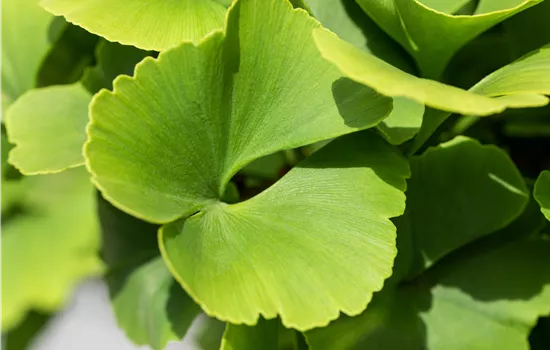 Ginkgo biloba 'Fastigiata Blagon' -R- Ginkgo biloba 'Fastigiata Blagon' -R-
