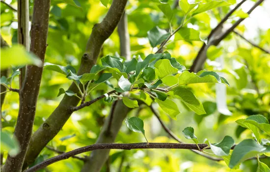 Malus 'Rubinola' -S- CAC Malus 'Rubinola' -S- CAC