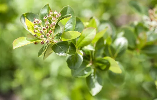 Aronia prunifolia 'Viking'