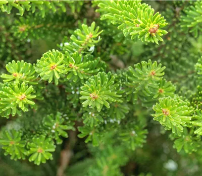 Abies koreana 'Molli' Abies koreana 'Molli'