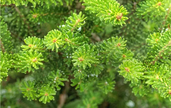 Abies koreana 'Molli'