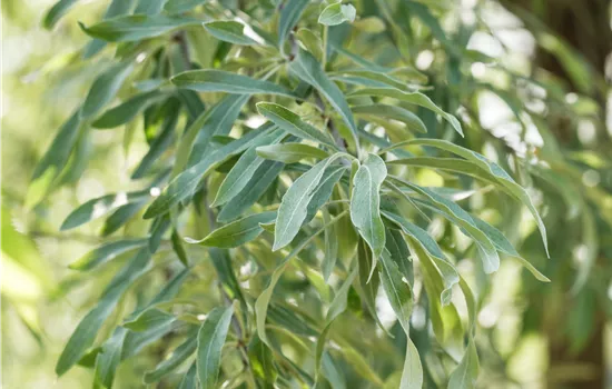 Pyrus salicifolia 'Pendula' Pyrus salicifolia 'Pendula'