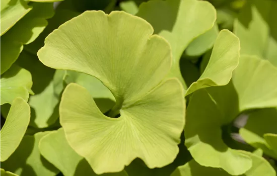 Ginkgo biloba 'Mariken' Ginkgo biloba 'Mariken'