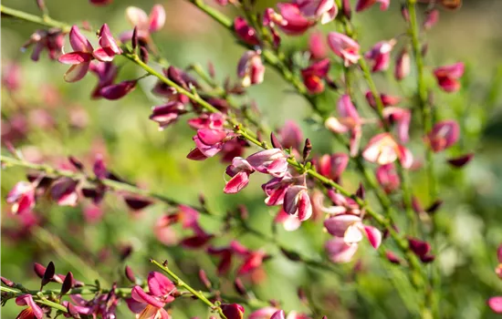 Cytisus Hybr. i.S. Cytisus Hybr. i.S.