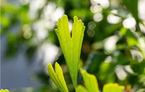 Ginkgo biloba 'Saratoga'
