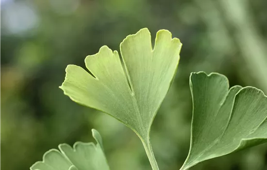 Ginkgo biloba 'Simon' Ginkgo biloba 'Simon'