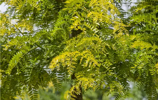 Gleditsia triacanthos 'Sunburst' Gleditsia triacanthos 'Sunburst'