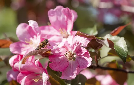 Malus 'Rudolph' Malus 'Rudolph'