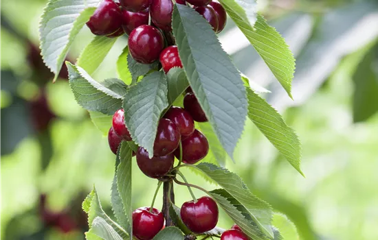 Prunus avium 'Victoria' Prunus avium 'Victoria'