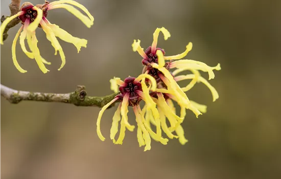 Hamamelis interm.'Primavera'