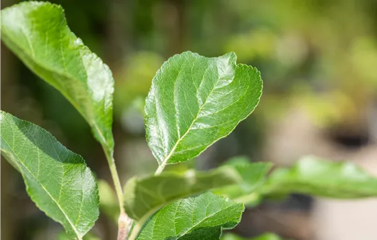 Malus 'Santana' -S- CAC Malus 'Santana' -S- CAC