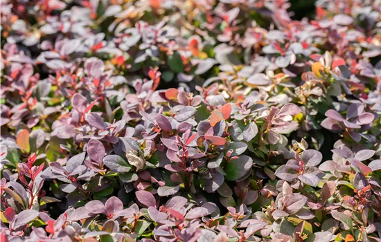 Berberis thunbergii 'Concorde' Berberis thunbergii 'Concorde'