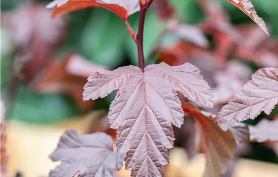 Physocarpus opulifolius 'Little Angel' Physocarpus opulifolius 'Little Angel'