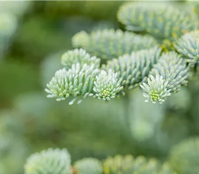 Abies procera 'Glauca' Abies procera 'Glauca'