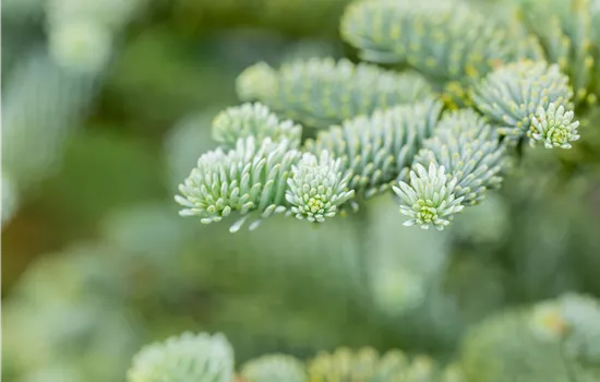 Abies procera 'Glauca'
