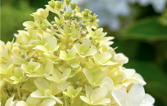 Hydrangea paniculata 'Skyfall' Hydrangea paniculata 'Skyfall'