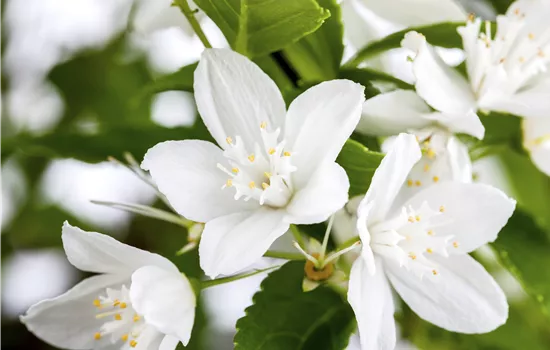 Deutzia gracilis Deutzia gracilis