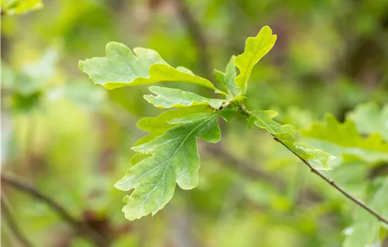 Quercus petraea