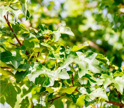 Acer campestre 'Elsrijk' Acer campestre 'Elsrijk'