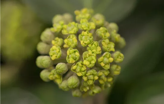 Hedera hibernica 'Arbori Compact' Hedera hibernica 'Arbori Compact'