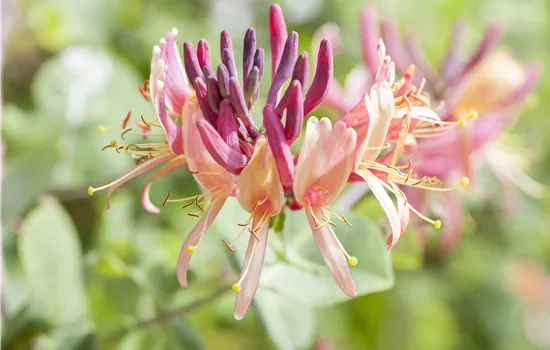 Lonicera periclymenum 'Serotina'