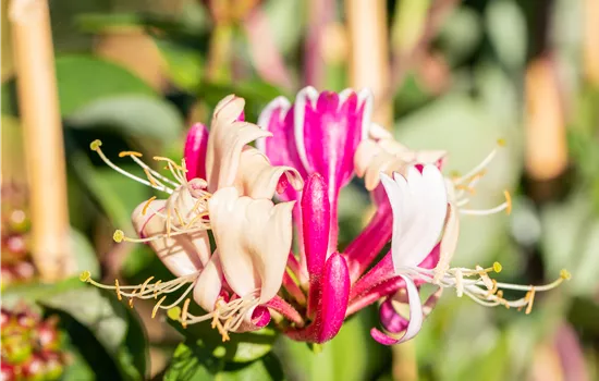 Lonicera periclymenum